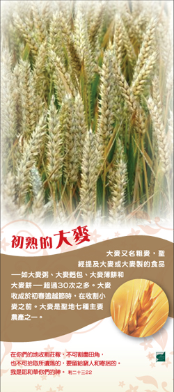 plant_bookmark_barley.jpg